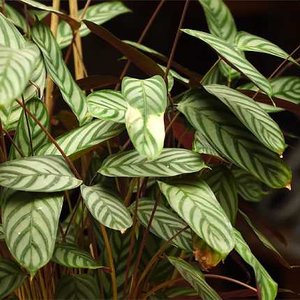 Тропический ктенант с зелеными листьями