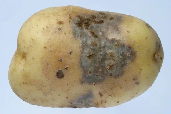 Вирусный картофельный рак: эффективные способы предотвращения