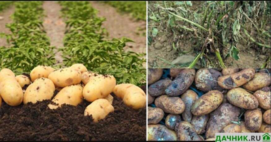 Выращивание устойчивых сортов картофеля