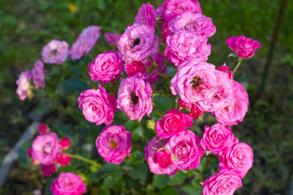 Лучшие сорта роз спрей для вашего сада