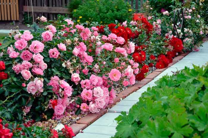Уход за сортами роз спрей: секреты процветания