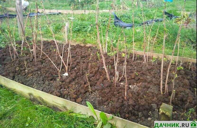 Подготовка почвы для выращивания чёрной малины Кумберленд
