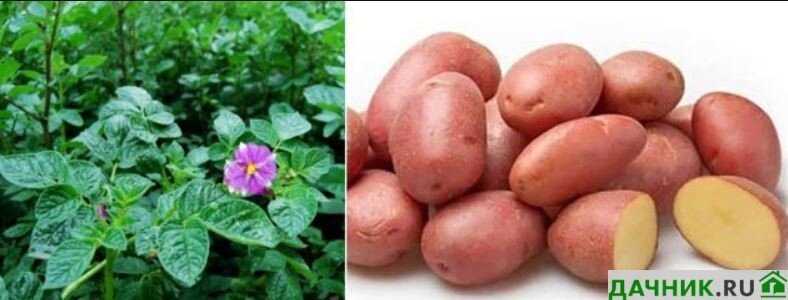 Методы стимуляции цветения картофеля