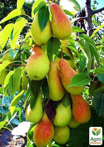 Плоды груши Талгарская красавица