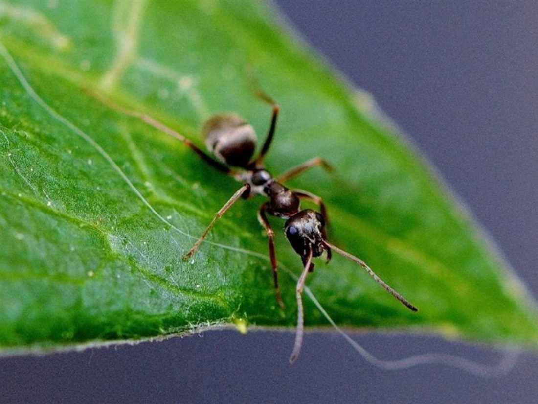 Технические решения против муравьев на даче