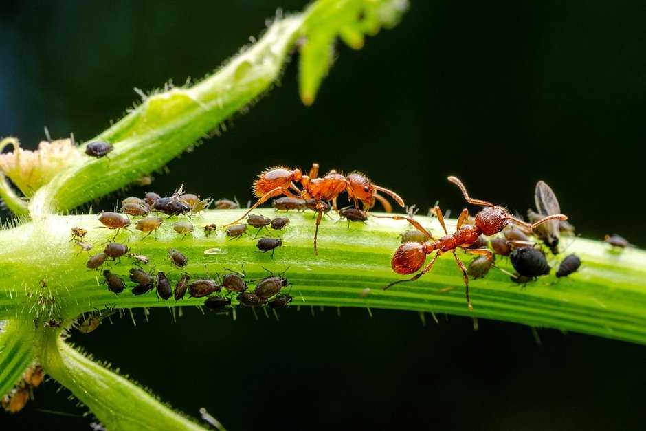 Профилактические меры против муравьев