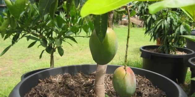 Как успешно посадить косточку манго в домашних условиях