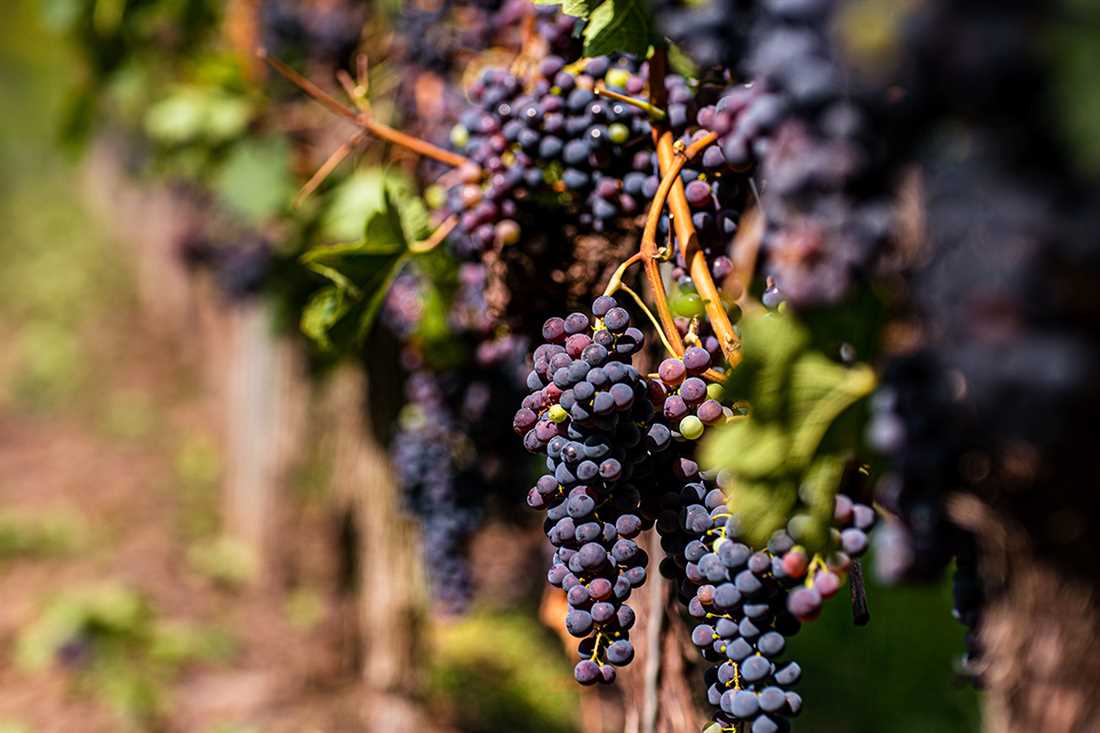 Способы размещения виноградной лозы