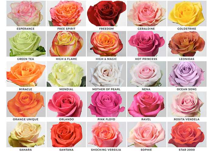 Как часто поливать кустовые розы в летний период?