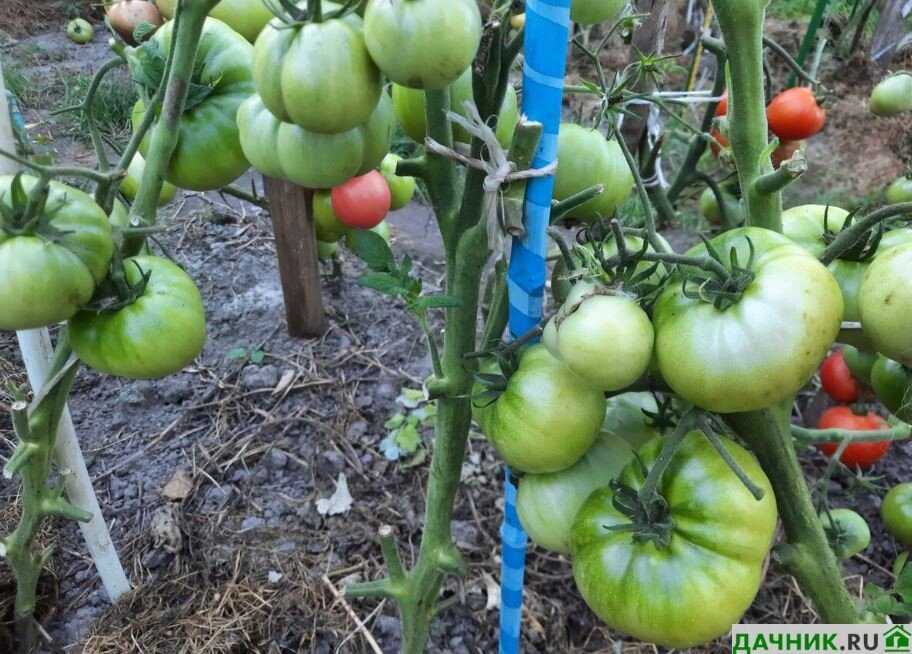 Выбор места для выращивания томатов Гномы