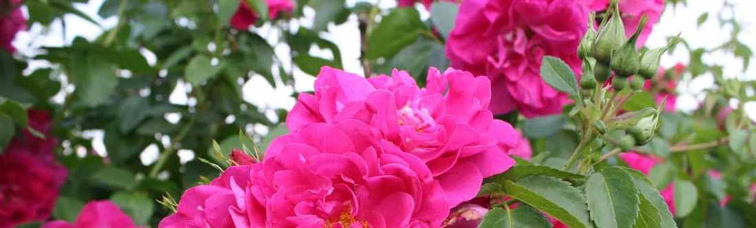 Сочетание канадских роз с другими цветами в саду
