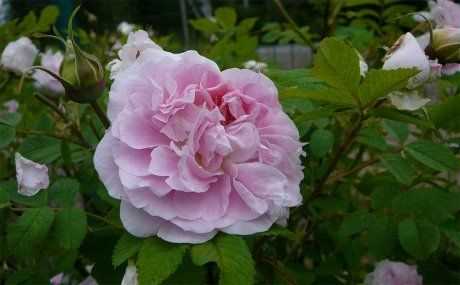 Канадские розы: лучшие сорта для сада