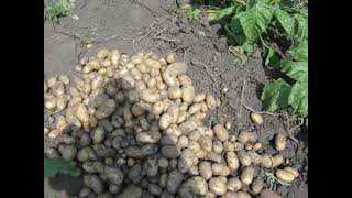 Правила выращивания картофеля Аризона