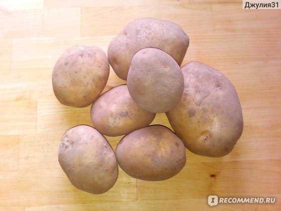 Посадка картофеля Беллароза