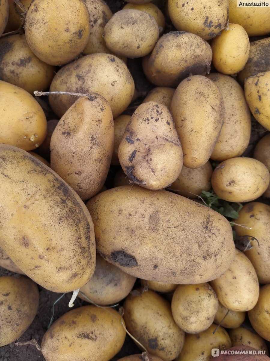 Отзывы садоводов о картофеле Беллароза