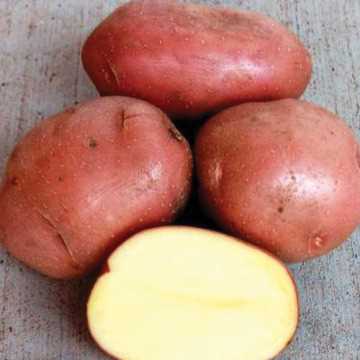 Технология посадки картофеля Беллароза