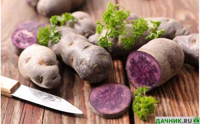 Отзывы о картофеле фиолетовом от садоводов