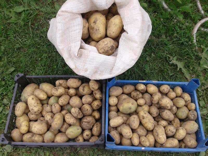 Недостатки картофеля Гала