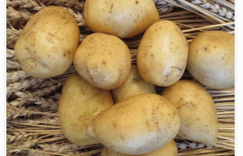 Использование картофеля Гала в пищевой промышленности