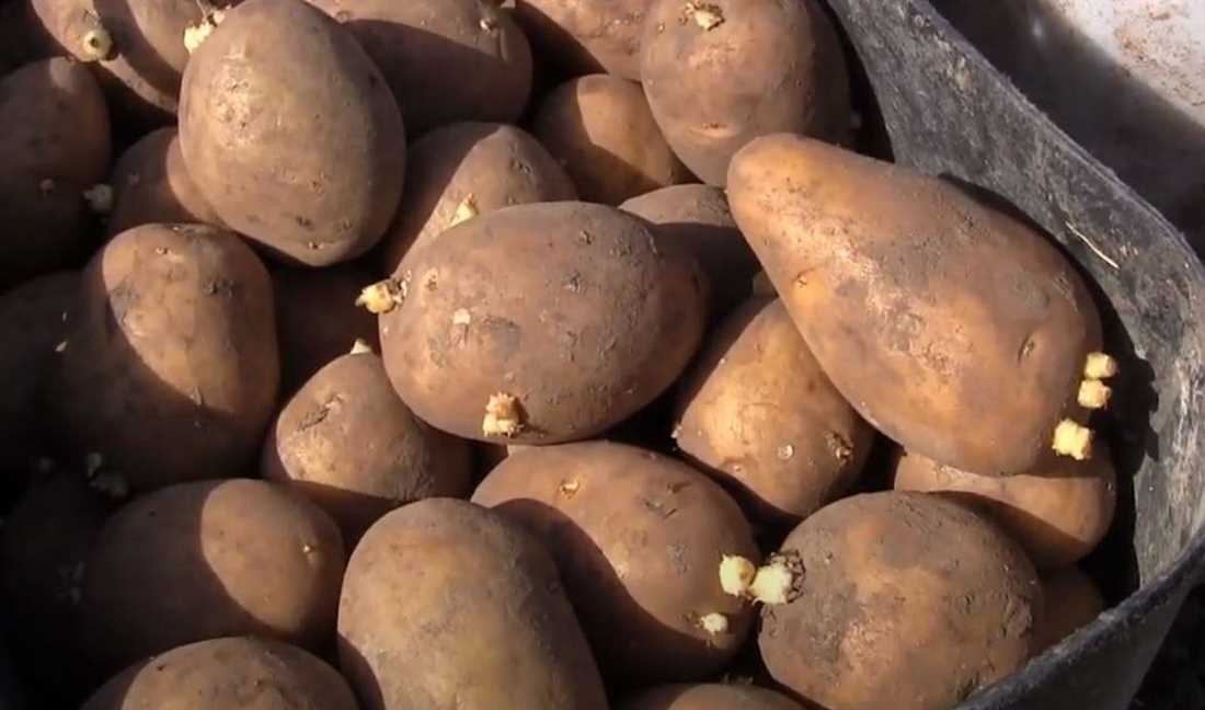 Характеристика картофеля Гала