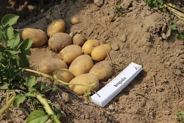 Отзывы садоводов о картофеле 