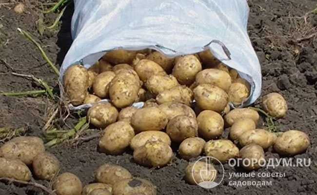 Выращивание картофеля 
