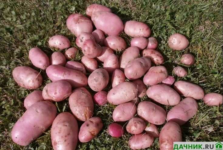 Предотвращение болезней и вредителей картофеля Манифест