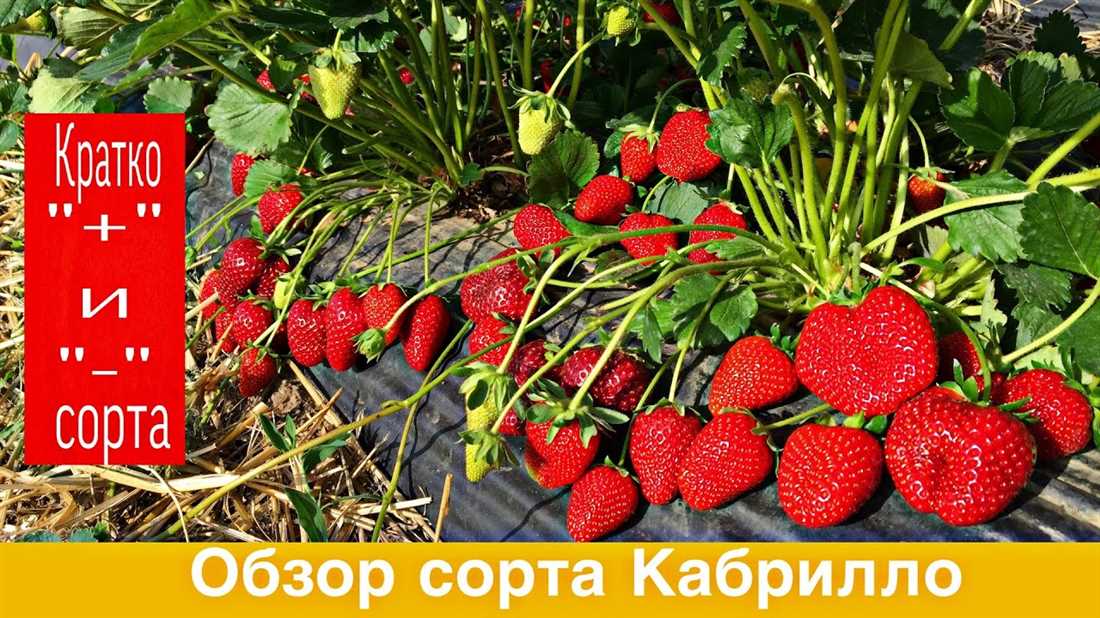 Описание сорта Клубника Кабрилло