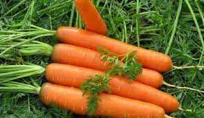 Уход за посаженными морковными рассадами