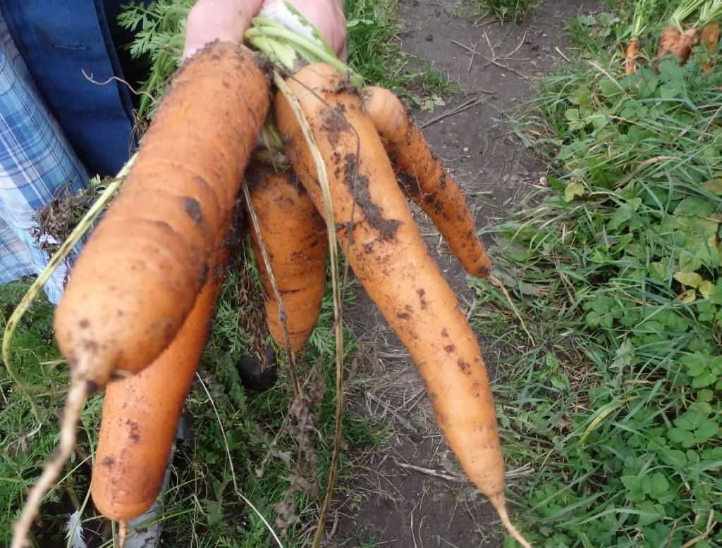 Поздняя посадка моркови: плюсы и минусы