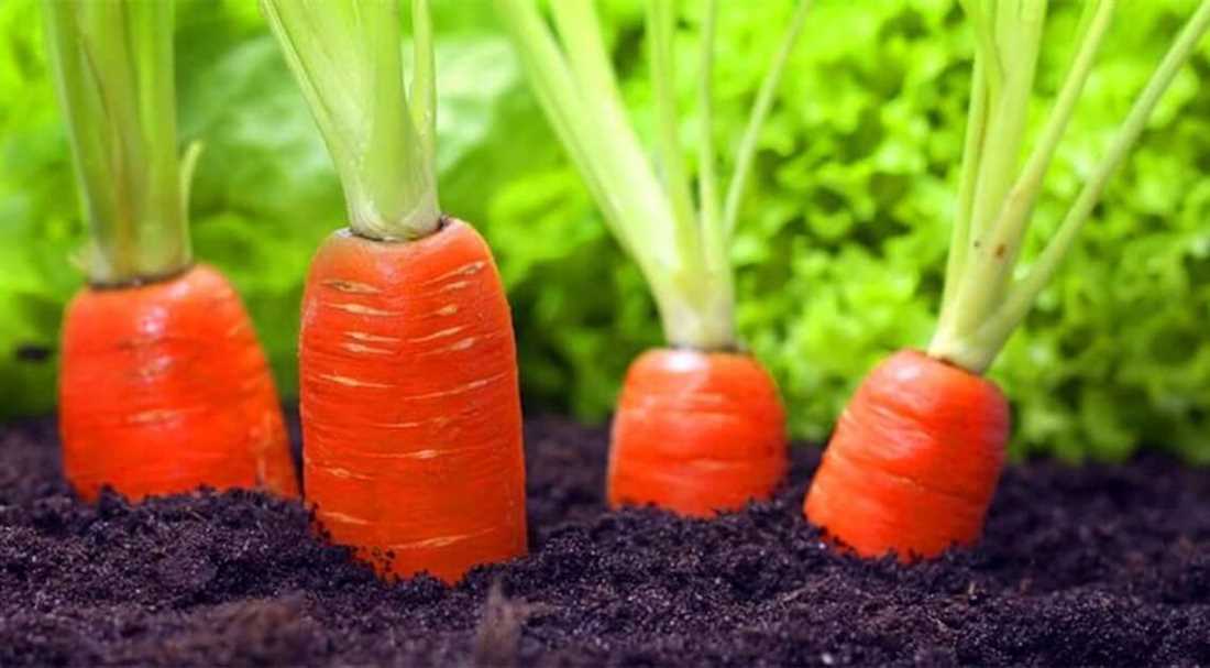 Морковь под зиму осенью: когда и как сажать