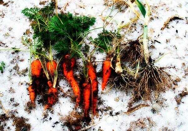 Условия посадки моркови под зиму