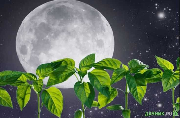 Мир космоса - лунный календарь для садоводов и огородников