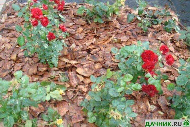Мульчирование роз зимой: советы садоводов