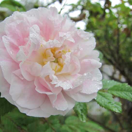 Сорт №2: Морозоустойчивая роза 