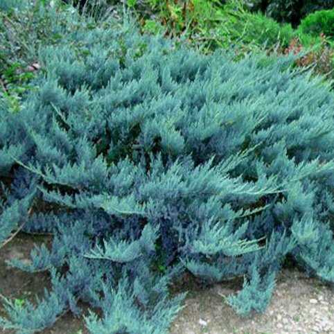 Конический можжевельник (Juniperus communis 'Compressa')