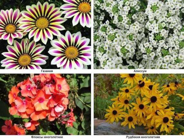 Как выбрать подходящие однолетние цветы для оформления сада