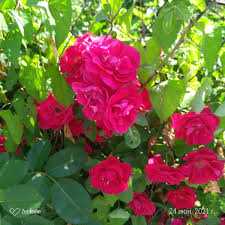 Плетистая роза: особенности и советы эксперта