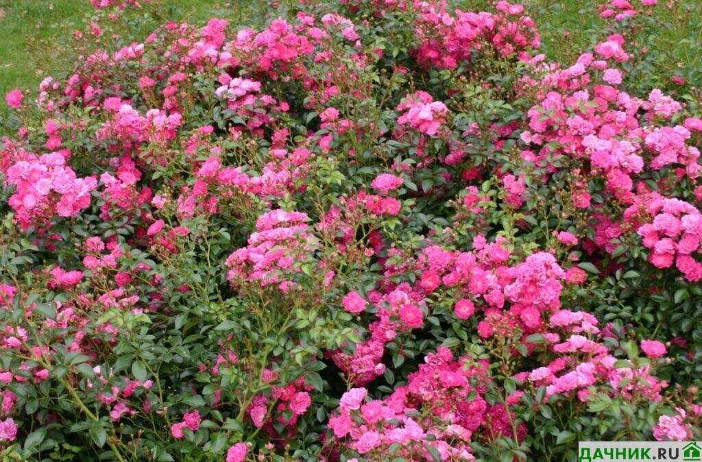 Советы по выращиванию почвопокровной розы Фейри