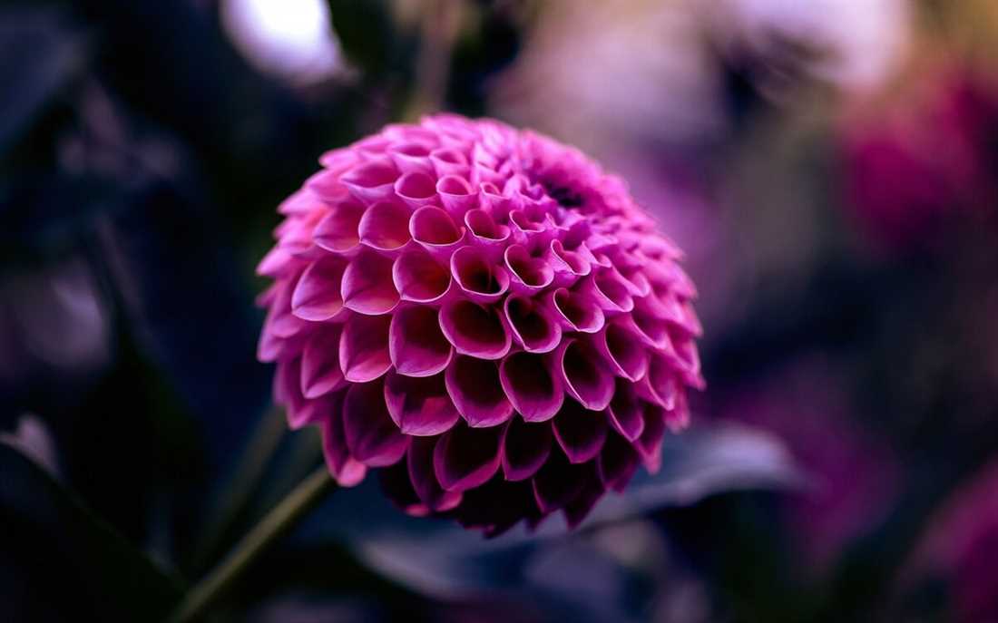 Лаванда - ароматные фиолетовые соцветия создадут романтическую атмосферу