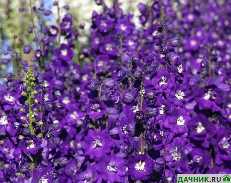 Привлекательных фиолетовых цветов для Вашего сада