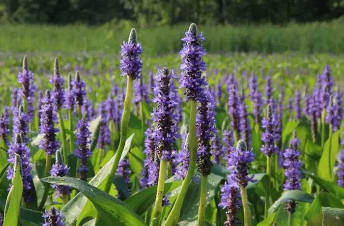 Фиалка - нежные фиолетовые цветки с оригинальной формой и богатым оттенком