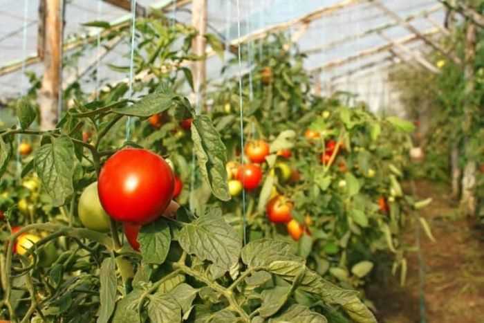 Влияние частоты полива на развитие томатов
