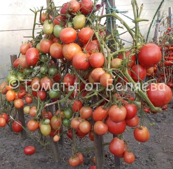 Сорта томатов с хорошей устойчивостью к болезням