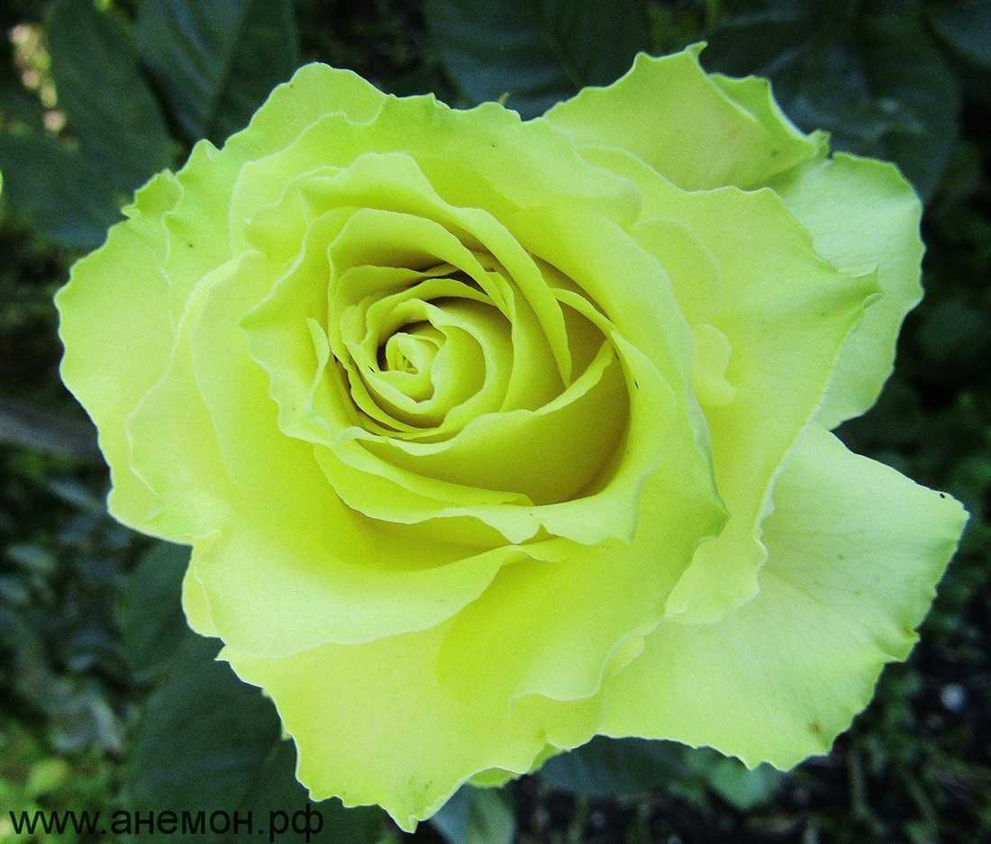 Что такое роза чайно-гибридная Лимбо?