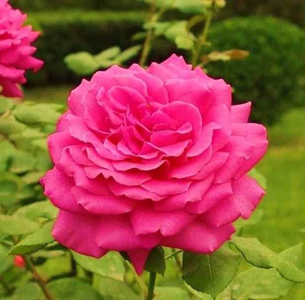 Преимущества и недостатки выращивания розы Лимбо