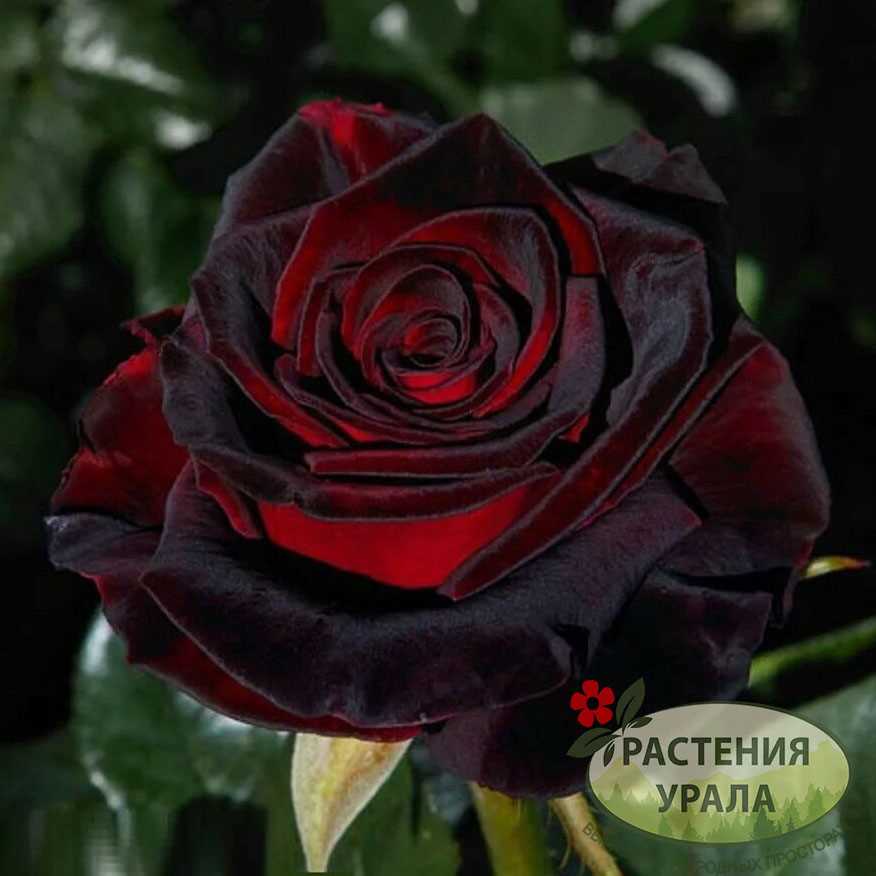 Виды розы Чёрная магия: разнообразие оттенков