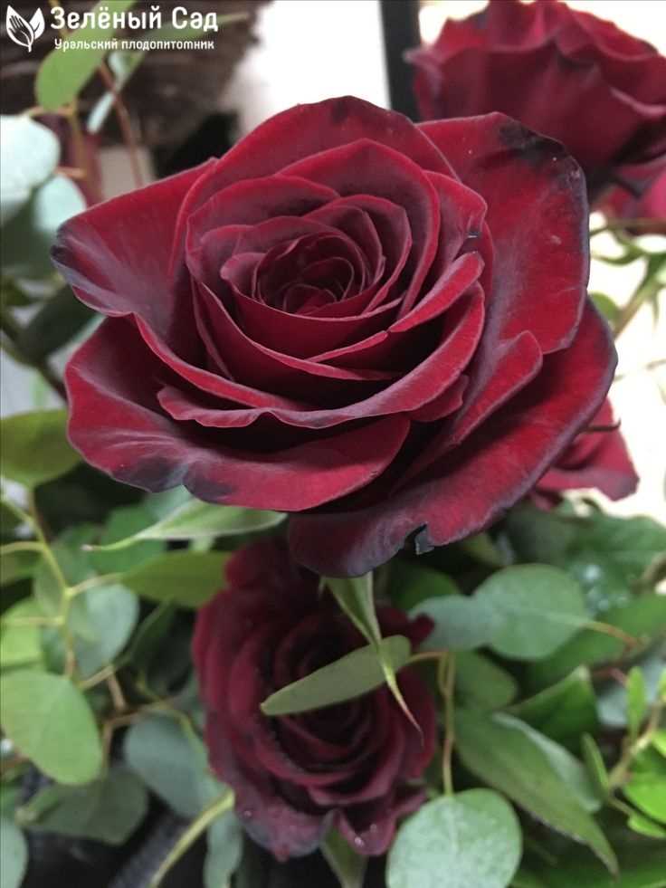 Фото розы Чёрная магия: красота, запечатленная камерой
