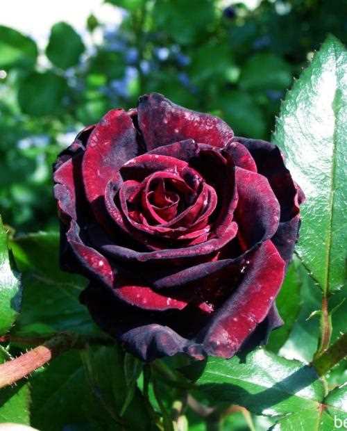Ограничения и проблемы при выращивании розы Чёрная магия