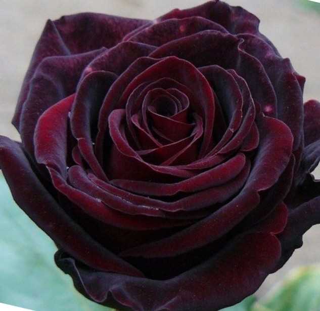 Описание розы Чёрная магия: характеристики и особенности